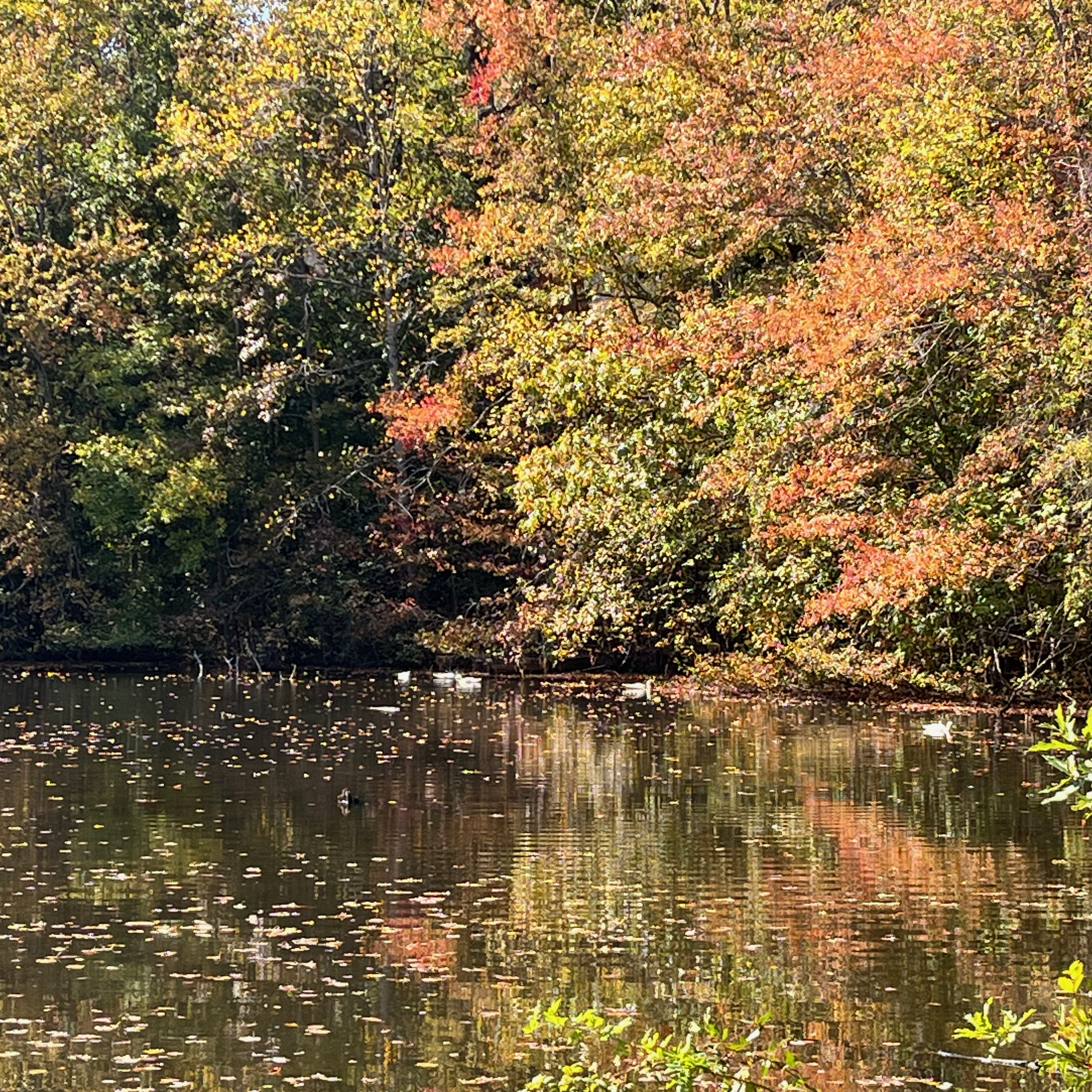 The World as We Know&nbsp;It